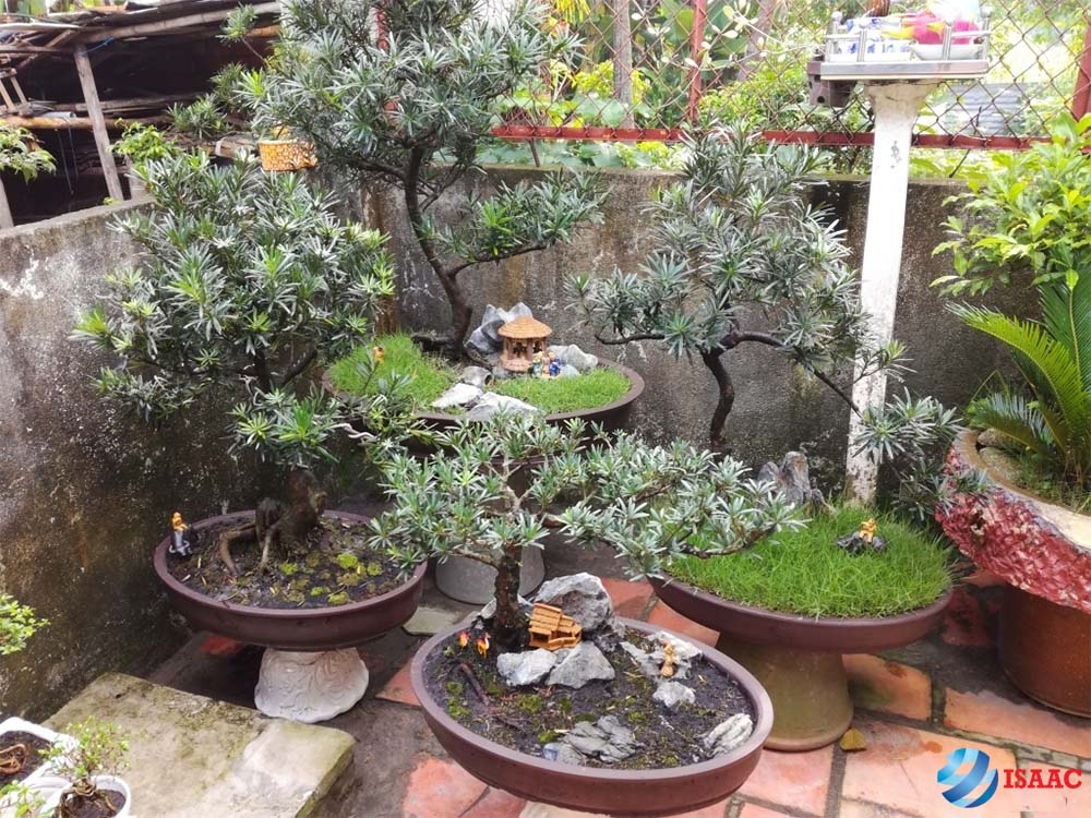 cây cảnh là quà tết cho bố mẹ vợ tương lai
