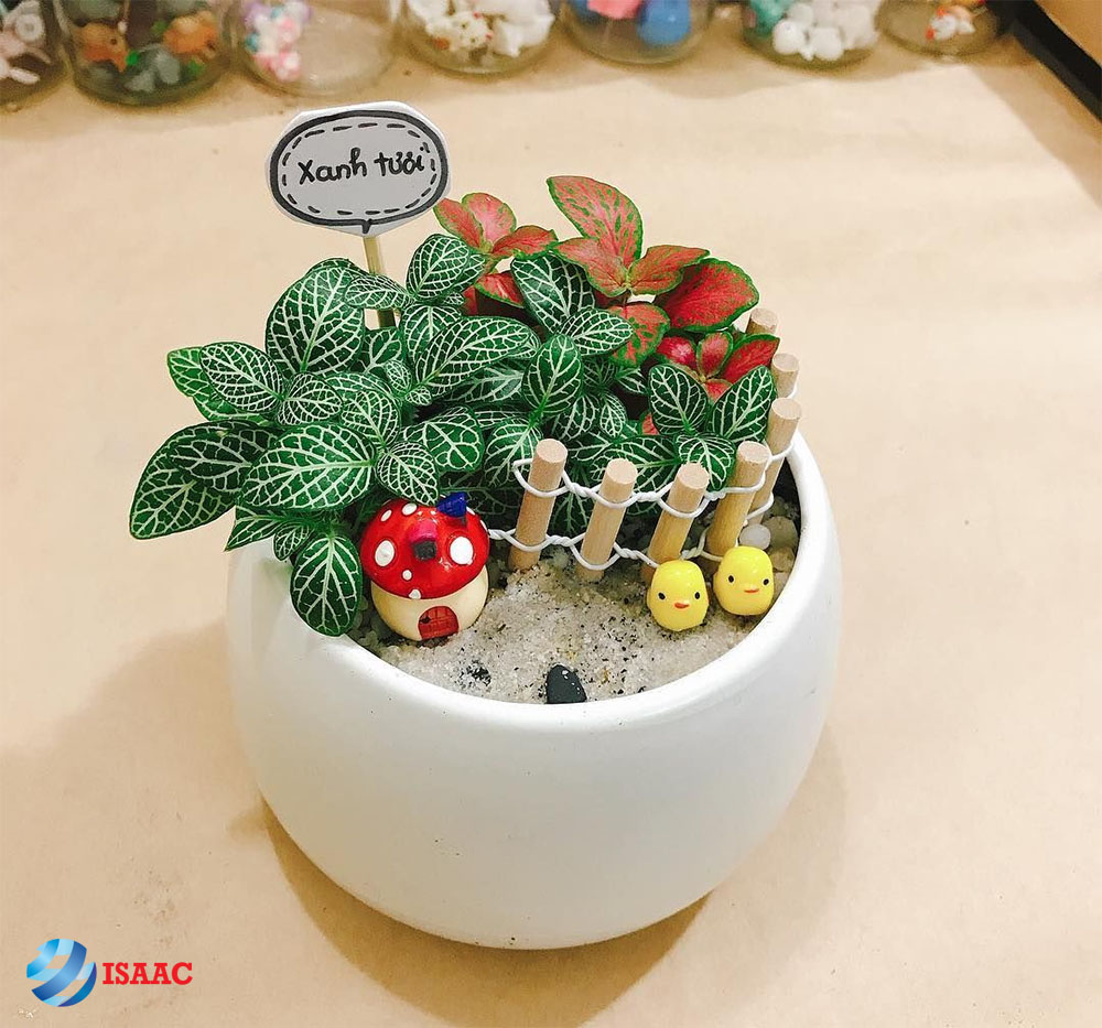 chậu cây cảnh xinh xắn
