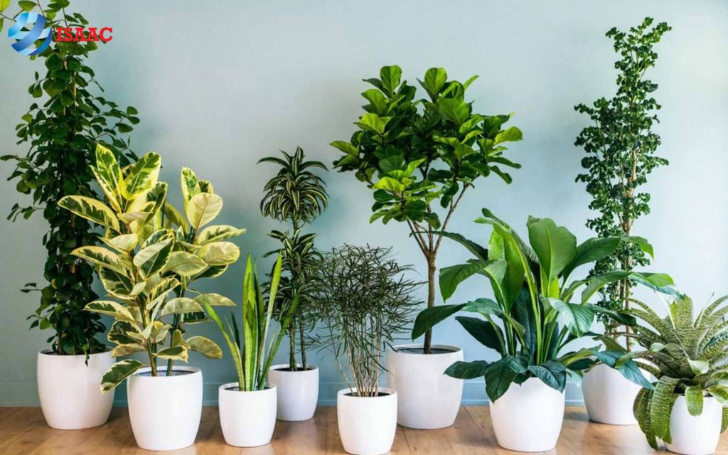 chậu cây cảnh tặng sinh nhật bạn trai