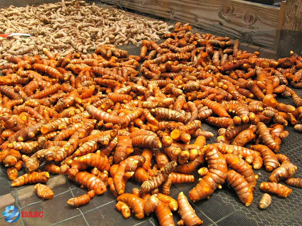 sản xuất tinh bột nghệ