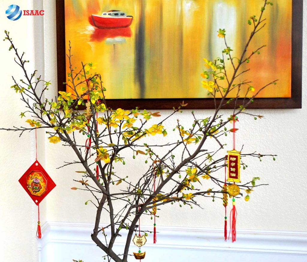 Tặng hoa mai ngày Tết