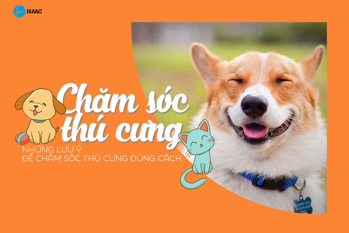 Cho chó ăn đồ ăn vặt đúng cách