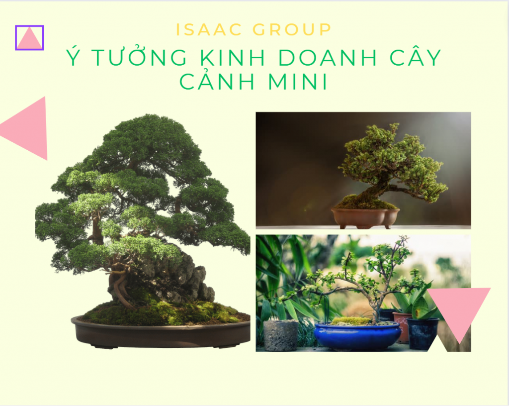 Ý Tưởng Kinh Doanh Cây Cảnh Đón Tết 2021 Lợi Nhuận Cao Ý Tưởng Kinh Doanh Cây Cảnh Đón Tết 2021 Lợi Nhuận Cao